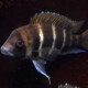 picture of Cyphotilapia frontosa