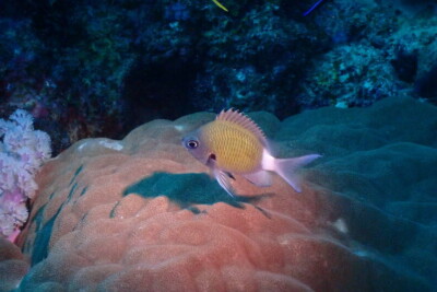 Chromis chrysura Pomacentridae