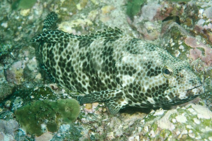 Epinephelus maculatus