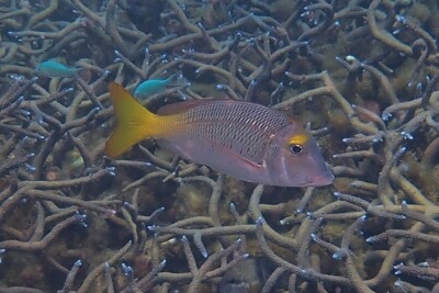 bec de cane du Pacifique Lethrinidae