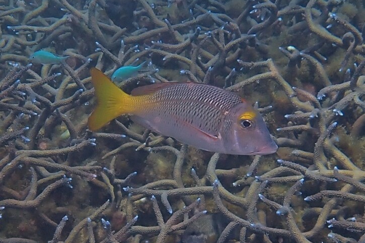 Lethrinus atkinsoni