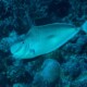 picture of Naso tonganus