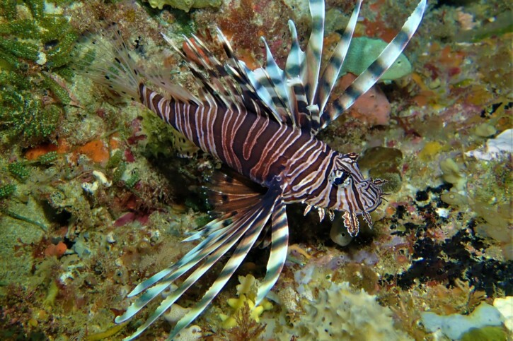 Pterois volitans - pez león colorado