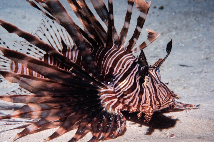 Pterois volitans - pez león colorado