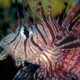 picture of Pterois volitans