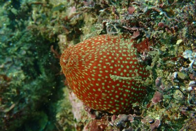 anémona fresa Actiniidae