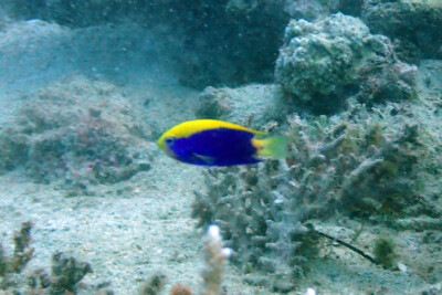demoiselle de Starck Pomacentridae