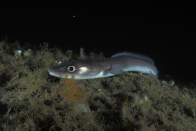 congrio común Congridae
