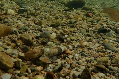 Spatuloricaria puganensis Loricariidae