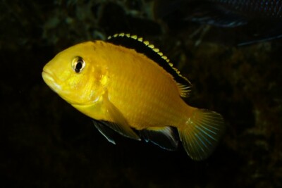 Labidochromis caeruleus Cichlidae