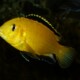 picture of Labidochromis caeruleus