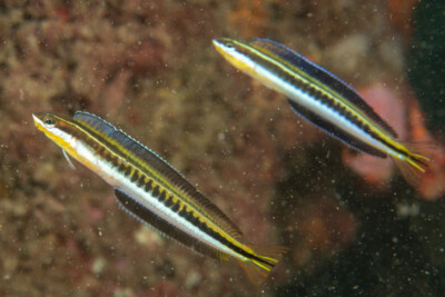 Plagiotremus tapeinosoma Blenniidae