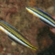 picture of Plagiotremus tapeinosoma