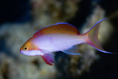 anthias à tache rouge Anthiadidae