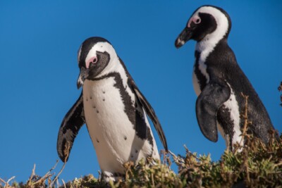 pingüino de El Cabo Spheniscidae