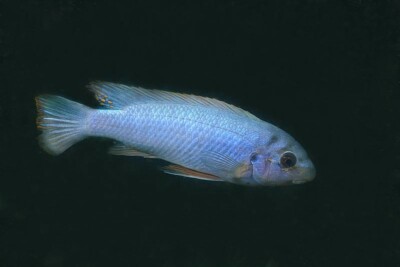 Labeotropheus trewavasae Cichlidae