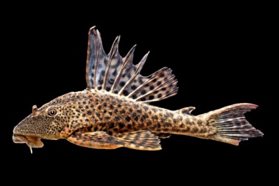 Hypostomus plecostomus Loricariidae