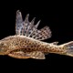 picture of Hypostomus plecostomus