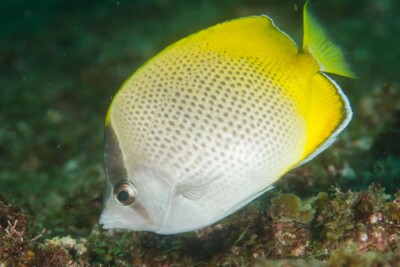 pez mariposa de Günther Chaetodontidae