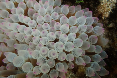 anémona burbuja Actiniidae