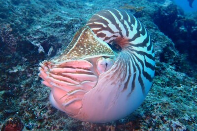 nautile ombiliqué Nautilidae