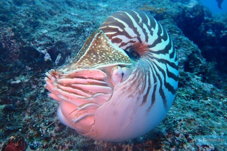 Nautilus macromphalus