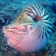 picture of Nautilus macromphalus