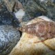 picture of Chaetostoma microps