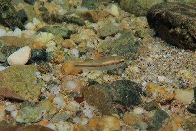 Creagrutus amoenus Characidae