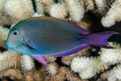 pez cirujano marrón Acanthuridae