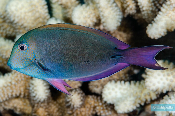 Acanthurus nigrofuscus