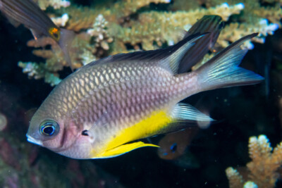 Amblyglyphidodon leucogaster Pomacentridae