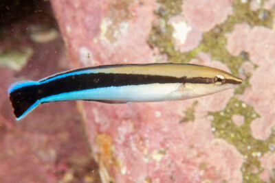 Faux labre nettoyeur Blenniidae