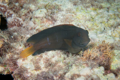 blennie brune des coraux Blenniidae