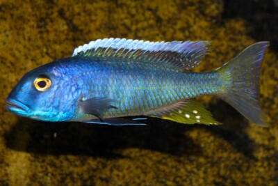 Buccochromis spectabilis Cichlidae