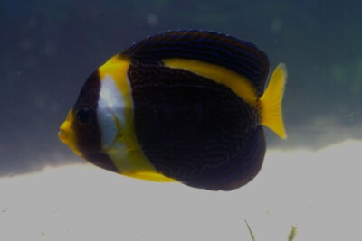 poisson-ange scribe Pomacanthidae