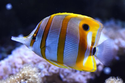 pez mariposa de nariz alargada Chaetodontidae