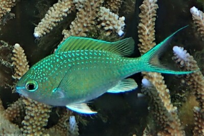 demoiselle bleu-vert Pomacentridae