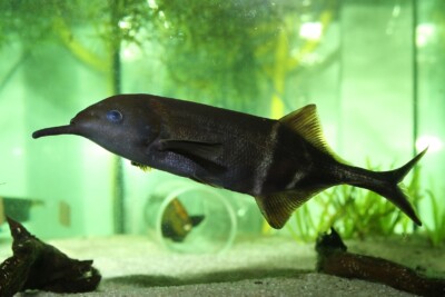 poisson éléphant Mormyridae