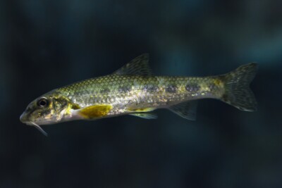 gobio Gobionidae