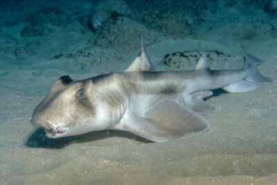 Heterodontus galeatus Heterodontidae