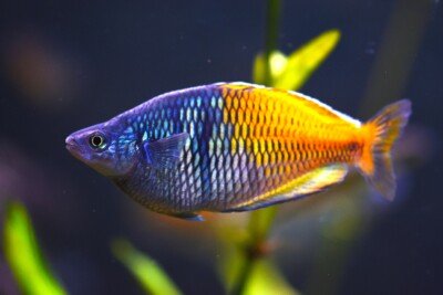 arc-en-ciel de Boeseman Melanotaeniidae