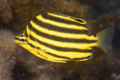 Microcanthus joyceae Kyphosidae