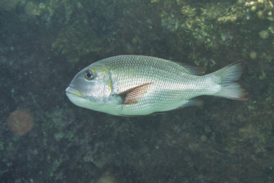 Monotaxis grandoculis Lethrinidae