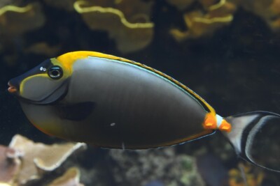Nason à éperon orange Acanthuridae