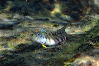 Omobranchus germaini Blenniidae