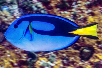 chirurgien bleu (Dory) Acanthuridae
