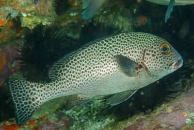 Plectorhinchus picus Haemulidae