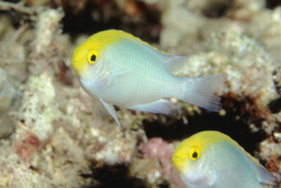 Pomacentrus aurifrons Pomacentridae