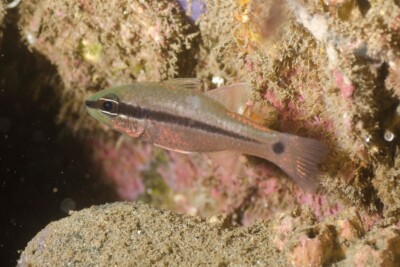 Pristiapogon fraenatus Apogonidae